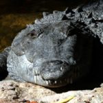 crocodile-1840104_1920